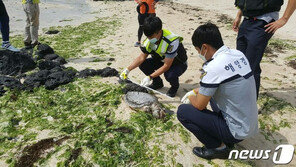 제주서 ‘멸종위기종’ 푸른바다거북 사체 또다시 발견