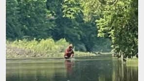 ‘전설 속 괴물’ 빅풋 출현? 강 건너는 괴생물체 포착 (영상)