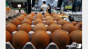 ‘金 달걀’ 언제까지…AI 피해로 산란계 905만마리 급감