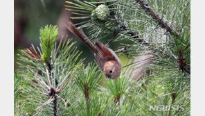 솔잎으로 대기 중 납·카드뮴 등 오염물질 측정