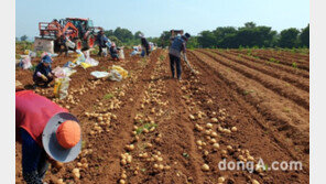 농심, 귀농 청년농부 재배 감자 230톤 구매… ‘청년수미’ 상생 프로그램 성공