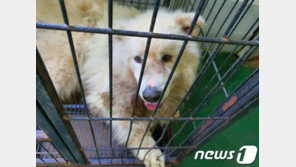 경찰 “남양주 살인견 견주 죄질불량”…사전구속영장 신청