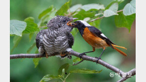 뻐꾸기는 왜 얌체 짓을 하나? [청계천 옆 사진관]