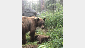 ‘로드킬’ 당한 새끼 옆에 6시간… 美 울린 어미곰