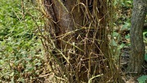청계산·수리산에 대벌레떼 출현…7~10cm 크기 대나무 모양