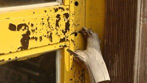 [고양이 눈]친환경의 정수