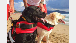 “사람 빠졌다” 파도 뛰어든 개 2마리, 15세 소녀 업고 나왔다