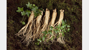 길어지는 코로나 시국… 면역력 북돋는 ‘K인삼’ 힘에 주목하라