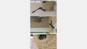 구렁이 제비집 습격 사건, 그 결말은? [청계천 옆 사진관]