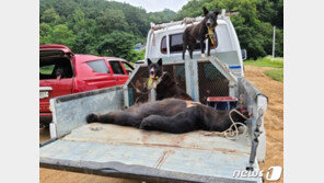 용인 농장 탈출한 반달가슴곰은 1마리였다…“1마리는 밀도축”