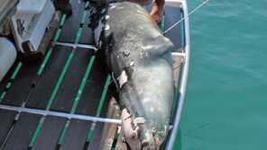 관광객들에 사랑받던 그리스 바다표범, 작살에 숨져