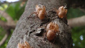 [고양이 눈]매미의 기다림