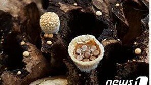 새 둥지 모양 ‘둥우리버섯’ 국내 최초 발견…가야산서 1000여점 표본 확보