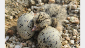 인공 모래섬에서 자란 쇠제비갈매기… 행복한 귀향[청계천 옆 사진관]