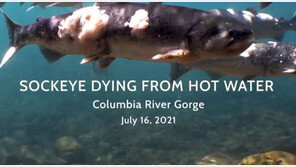 美 강타한 폭염에 산채로 익어가는 연어들