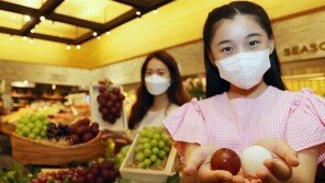“탁구공만한 포도알”… 신세계百, 세상에서 가장 비싼 포도 단독 판매