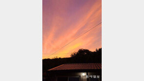 [고양이 눈]조화로운 저녁