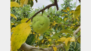 폭염에 사과·배추 등 ‘시들시들’…수급 안정 조치 가동