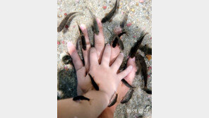 [고양이 눈]진정한 공생