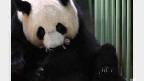 佛서 태어난 판다 쌍둥이…작명은 中퍼스트레이디 권한?