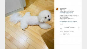 尹 “반려견은 쩍벌 180도…아빠유전” 자세 논란에 셀프디스