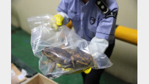 생태계 파괴주범 독두꺼비·아나콘다…불법 반입 적발