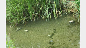 송파 장지천 붕어 ‘떼죽음’…폭염으로 서울 하천 최고수온 3.1도↑