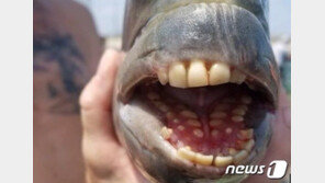 사람 이빨 가진 물고기 미국서 잡혀…너무 비슷 “깜놀”