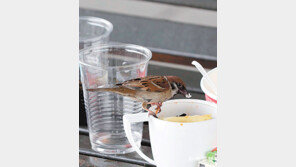 [고양이 눈]참새의 피서