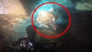 폐그물 걸린 붉은바다거북, 해경 도움으로 ‘구사일생’