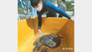 수족관 거북이 일광욕