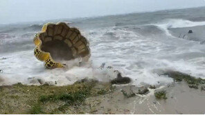 태풍에 날아간 日거장 구사마의 ‘호박’, 바다에 둥둥