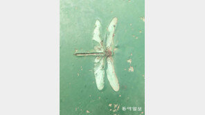 [고양이 눈]21세기 화석