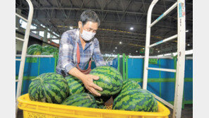 ‘金수박’ 애지중지…