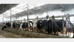 “폭염에 지친 젖소들, 우유 생산량 급감”…편의점에 우유가 사라졌다