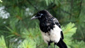 호주서 까치 공격으로 엄마 품에 있던 생후 5개월 아기 사망