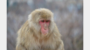 日 야생원숭이의 습격…빨래 널던 할머니·경찰 등 4명 다리 물려