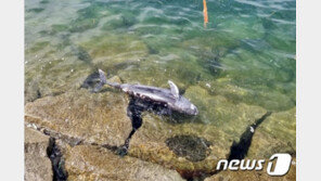 신안 흑산도서 상괭이 사체 발견…“불법 포획 흔적 없어”