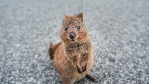 동물 입에 강제로 전자담배 물려…호주서 학대 논란