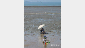 [고양이 눈]파도 대신 갯벌