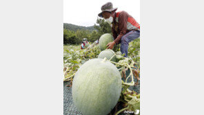 20㎏ 수박 가격이 무려 18만원…‘무등산수박’ 유독 비싼 이유는