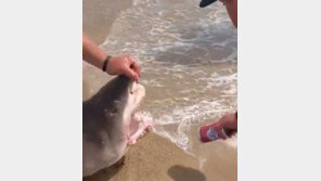 캔 따개로 살아있는 상어 이용한 美남성…동물학대 논란