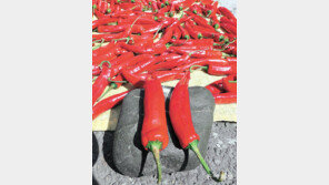 [고양이 눈]자성의 시간