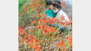 가을 부르는 백양꽃 활짝