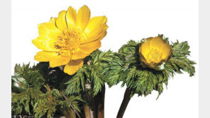 평균기온 상승에… 제주 봄꽃들, 10년 전보다 한 달 일찍 핀다