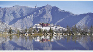 척박한 사막을 ‘푸른 숲’으로… 시짱(西藏)으로 돌아오는 야생동물들 