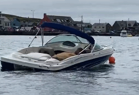 빙하 타고 떠내려온 바다코끼리 ‘월리’, 유럽서 7번째 목격돼 (영상)