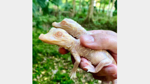 전 세계 단 100마리 ‘알비노 악어’, 美 동물원서 인공부화 성공