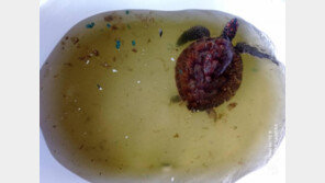 영양실조 걸린 거북이, 뱃속에서 쓰레기 158개 나왔다