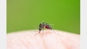 질병청 “올해 첫 말라리아 감염모기 출현…물리지 않도록 주의”